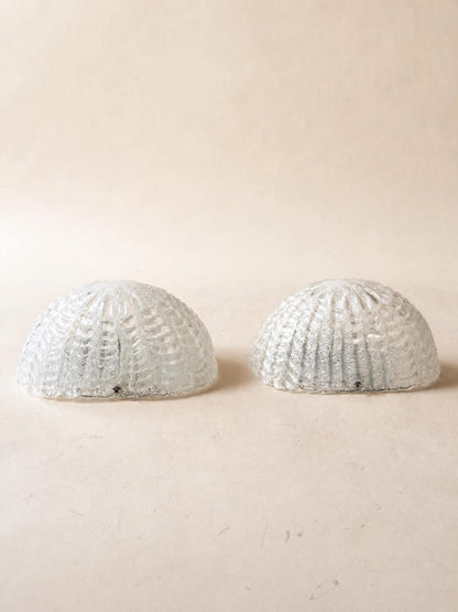 Italian Vintage Murano Glass Wall Sconces, Pair of Sculptural Shell Lights — photo 4